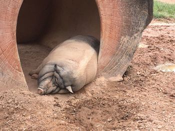 View of an animal sleeping in zoo