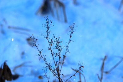 Close-up of frozen plant against blue sky