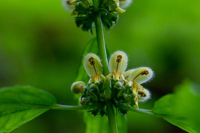 Close-up of flowering plant