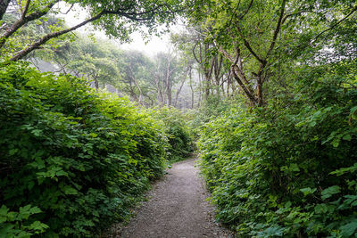 Footpath amidst trees in forest