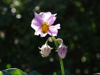 Close-up of insect on pink flower