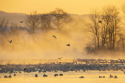 Flock of birds flying in sky during sunset