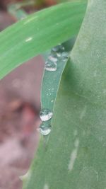 Close-up of water drops on leaf