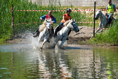 People riding horses in water