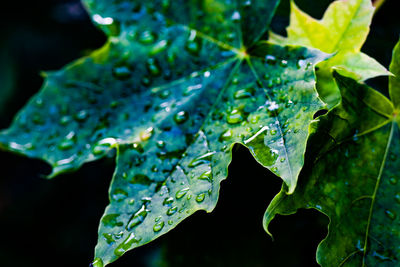 Close-up of raindrops on leaves