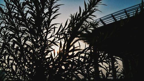 Low angle view of silhouette palm trees against clear sky