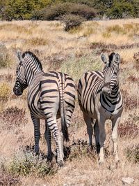 zebra
