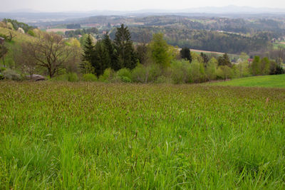 Scenic view of field against trees