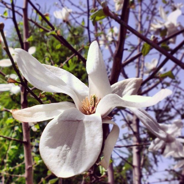 flower, petal, fragility, freshness, white color, growth, flower head, focus on foreground, close-up, beauty in nature, nature, blooming, stamen, blossom, in bloom, pollen, white, plant, stem, day