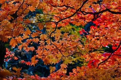 Close-up of maple leaves on tree