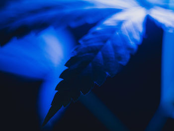 Close-up of blue water on plant