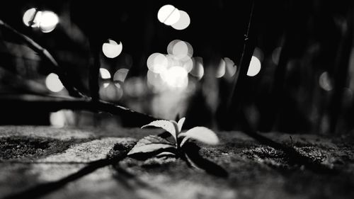 Close-up of illuminated leaves at night