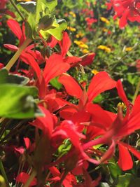 Close-up of red flowers blooming outdoors