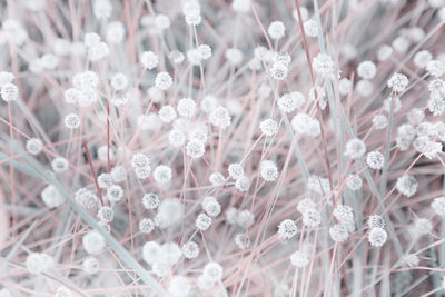 Close-up of white flowering plants