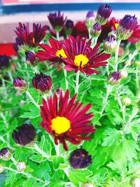 Close-up of flowering plants