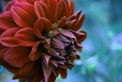 Close-up of pink flower blooming outdoors