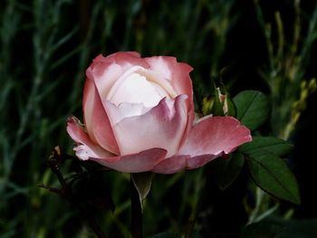 Close-up of pink rose