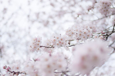 Close-up of cherry blossom growing on tree