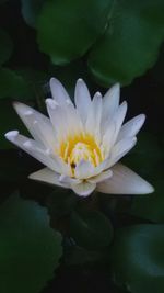 Close-up of lotus water lily in pond