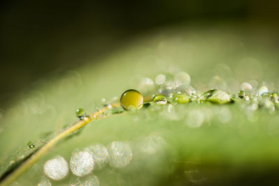 Close-up of wet plant