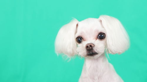 Close-up of dog against turquoise background