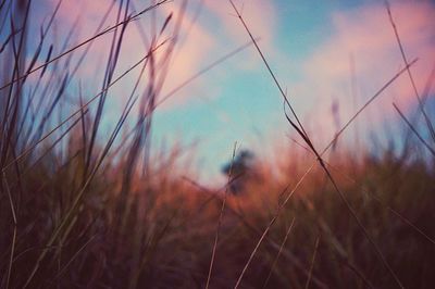 Close-up of grass on field against sky