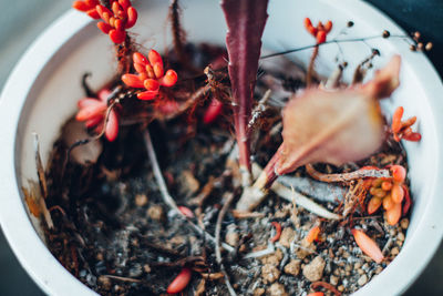 High angle view of potted plants in bowl - red succlets