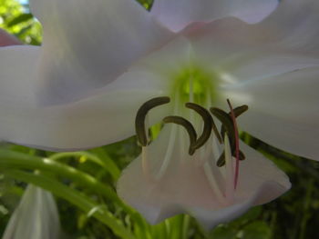 Close-up of white flowers