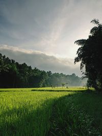 Scenic view of field against sky