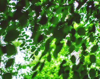 Full frame shot of leaves