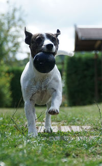 Close-up of dog running with toy