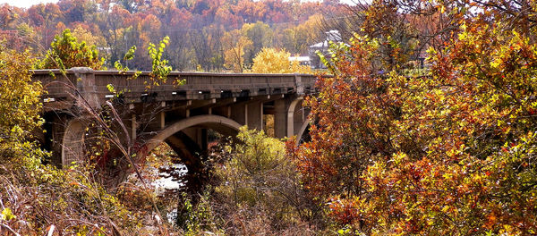 View of trees with bridge in background