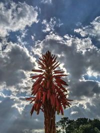 Low angle view of palm trees against sky