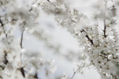 Close-up of cherry blossom during winter