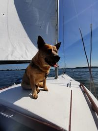 Dog looking out of boat