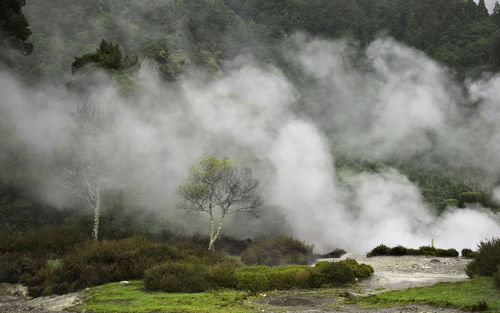 View of trees on landscape