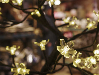 Close-up of flower tree against blurred background