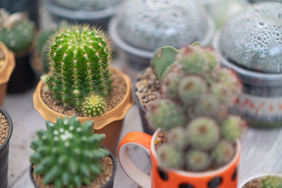 Close-up of cactus growing in potted plant