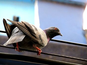 Low angle view of bird perching on railing