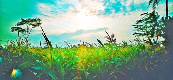 Plants growing on field against sky