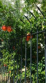 View of fruits hanging on tree