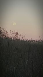 Plants growing on field at sunset