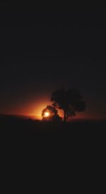 Silhouette of trees at sunset