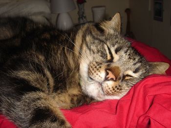 Close-up of cat sleeping on couch