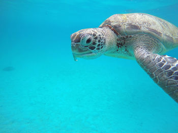 View of turtle swimming in sea