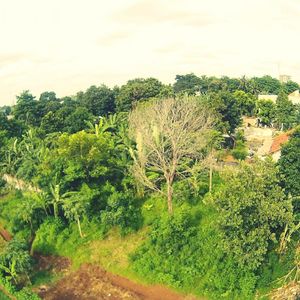 Trees growing in forest against sky