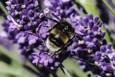 Close-up of bee on purple flower