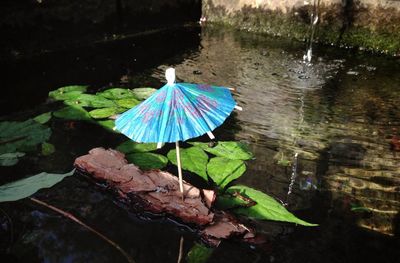 Close-up of water lily in pond