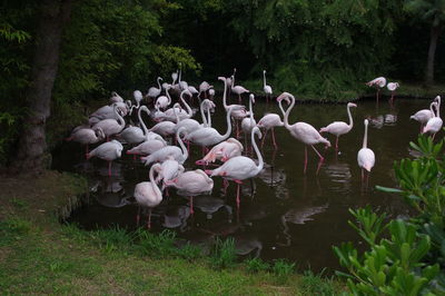 View of birds on field