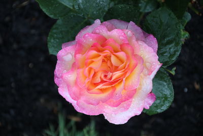 Close-up of pink rose